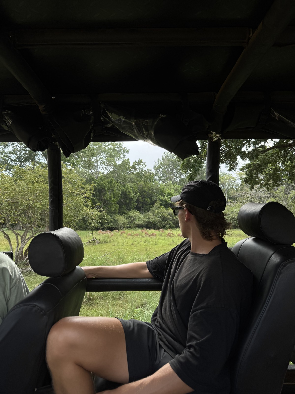 Looking out from an open safari vehicle towards deer and green woodland in Yala