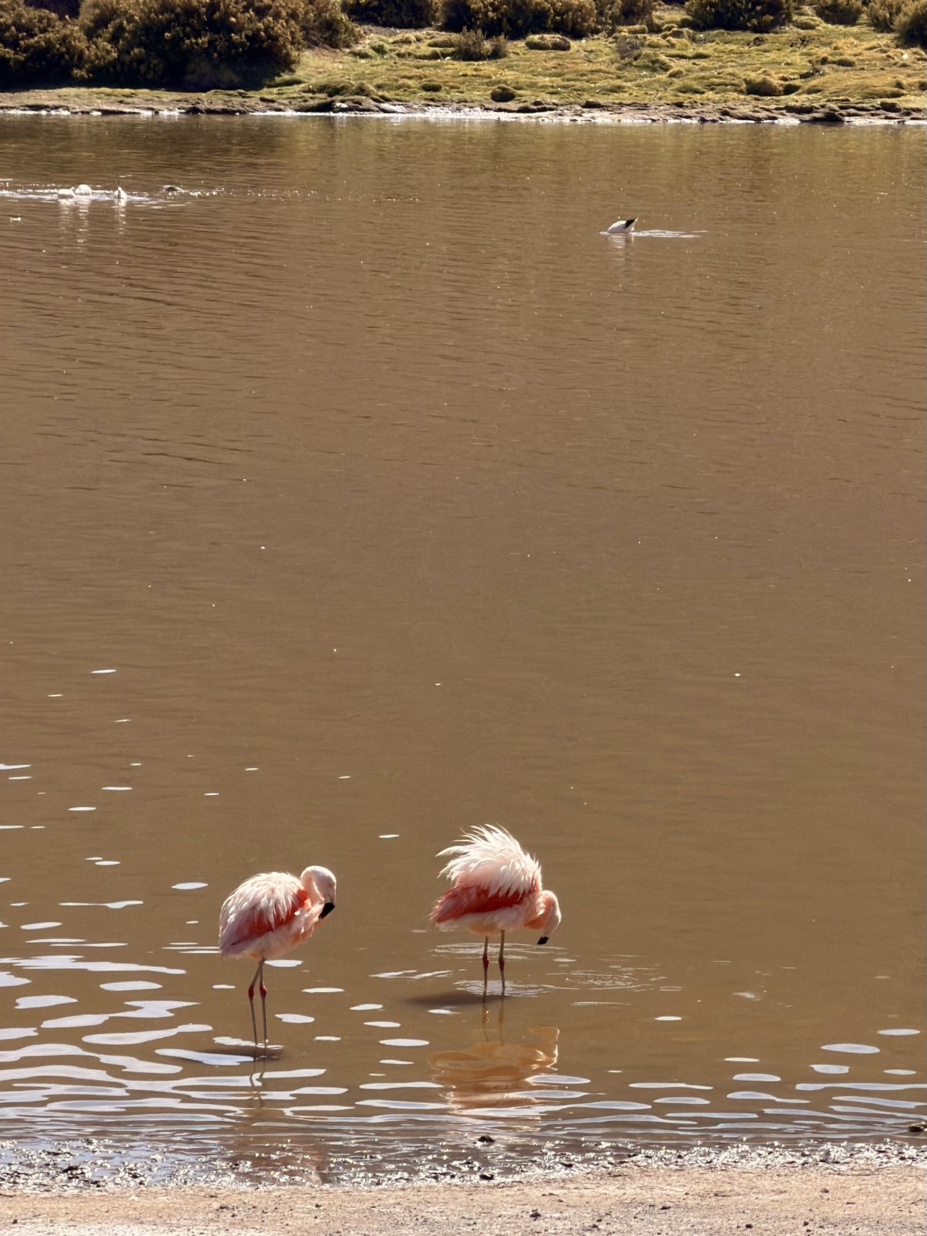 Two flamingos feeding in shallow water on our Atacama outing