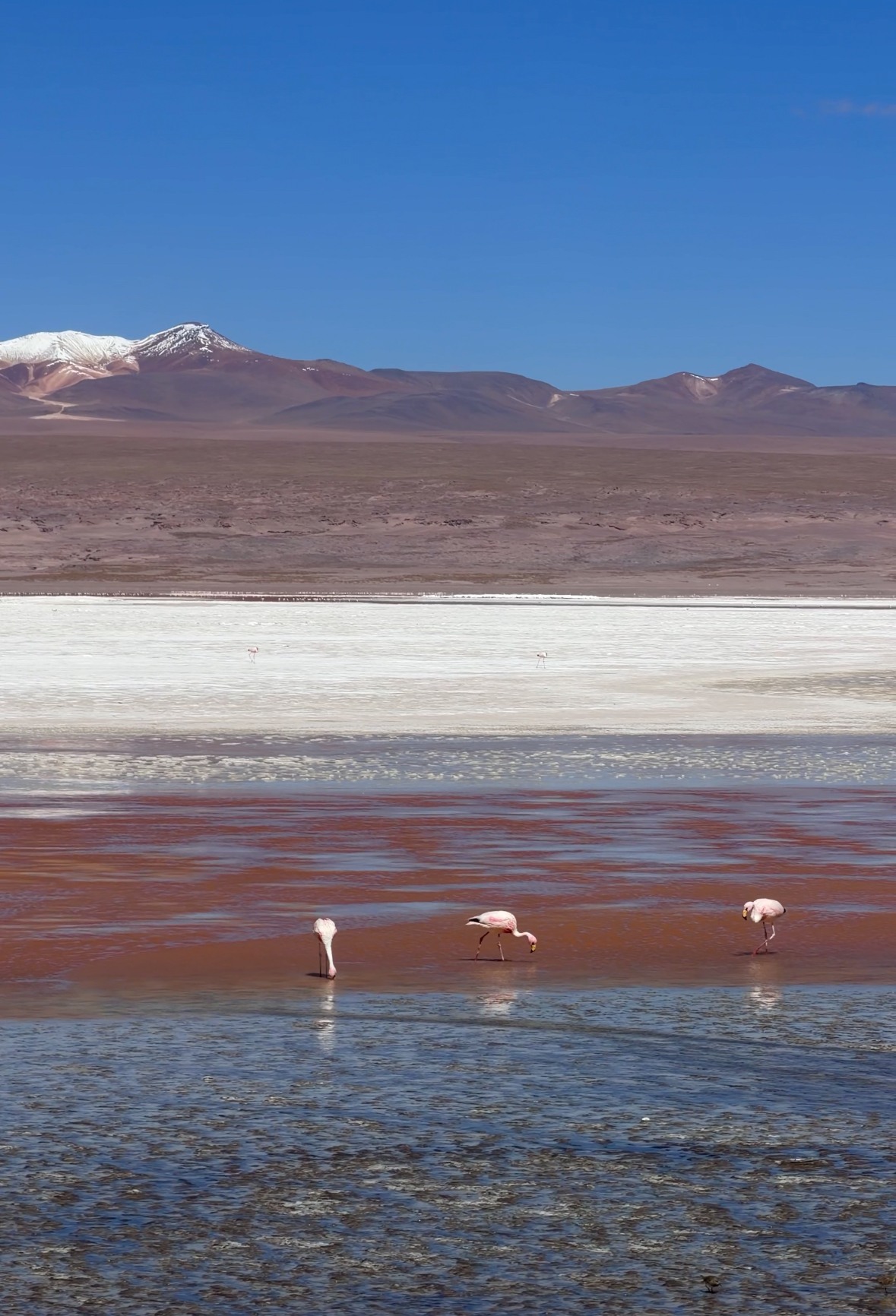 Flamingos in the red and blue shallows of Laguna Colorada
