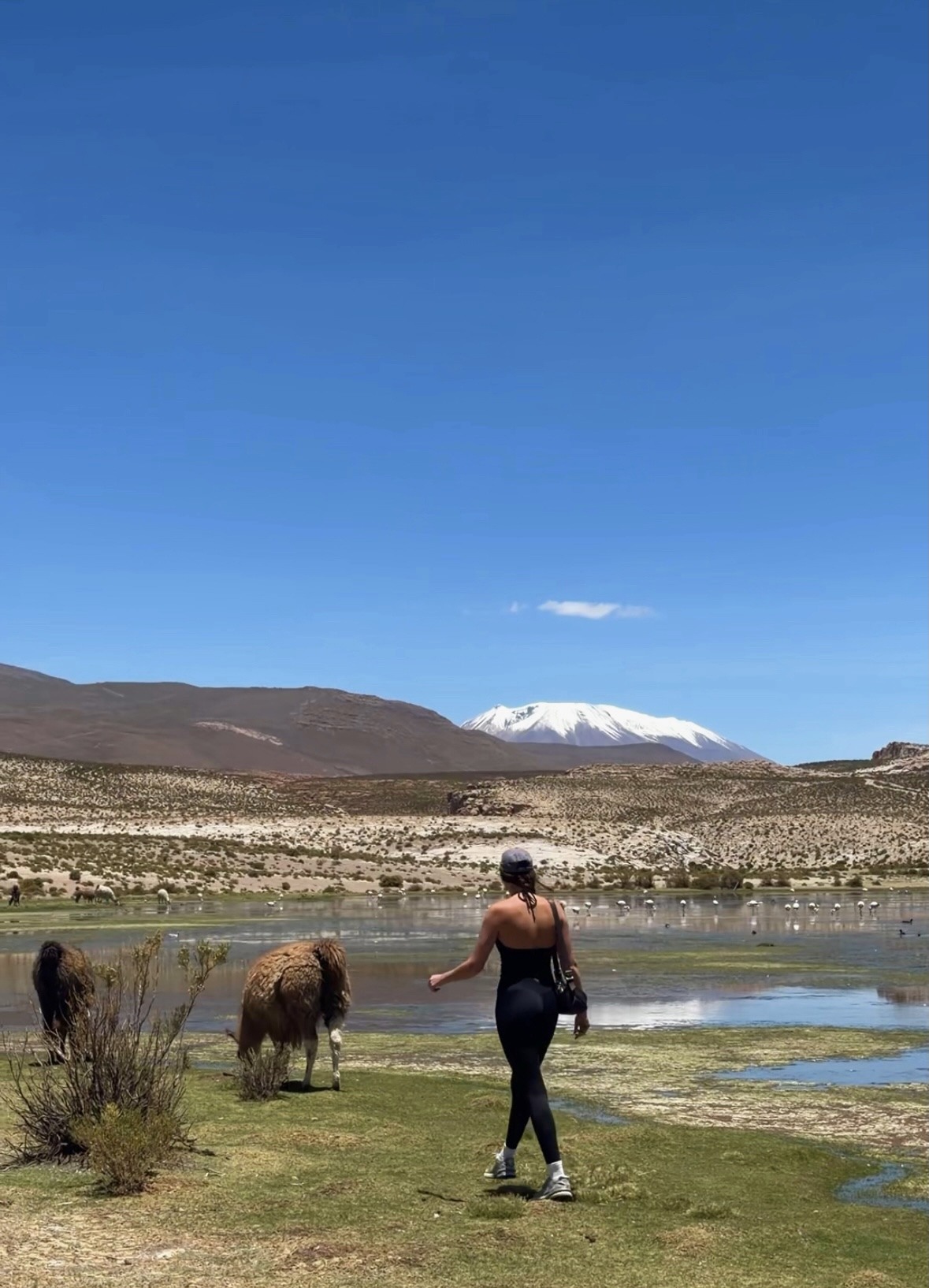 Ellen beside llamas and wetlands on our Bolivia crossing