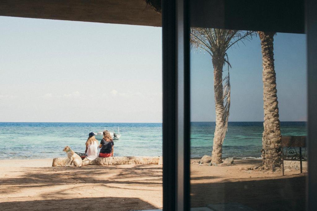 Palm trees and the Red Sea seen from the beachfront at Dar Dahab