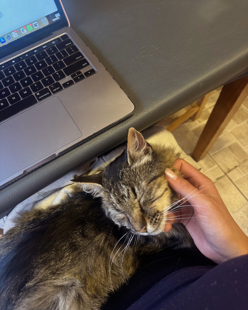 A tabby cat asleep on Ellen's lap beside a laptop at the hostel in Puerto Natales