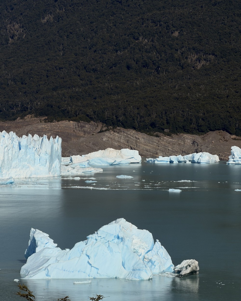 Icebergs floating in front of the edge of the glacier, below a dark forested hillside