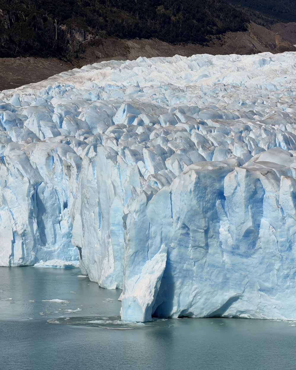 The jagged blue face of Perito Moreno Glacier rising straight out of the lake, with forest on the slope behind