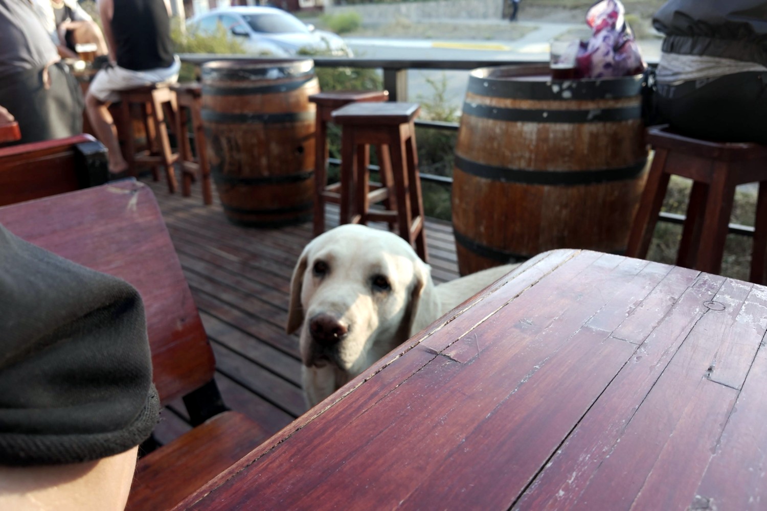 A friendly dog at the next table on the Bourbon Smokehouse terrace