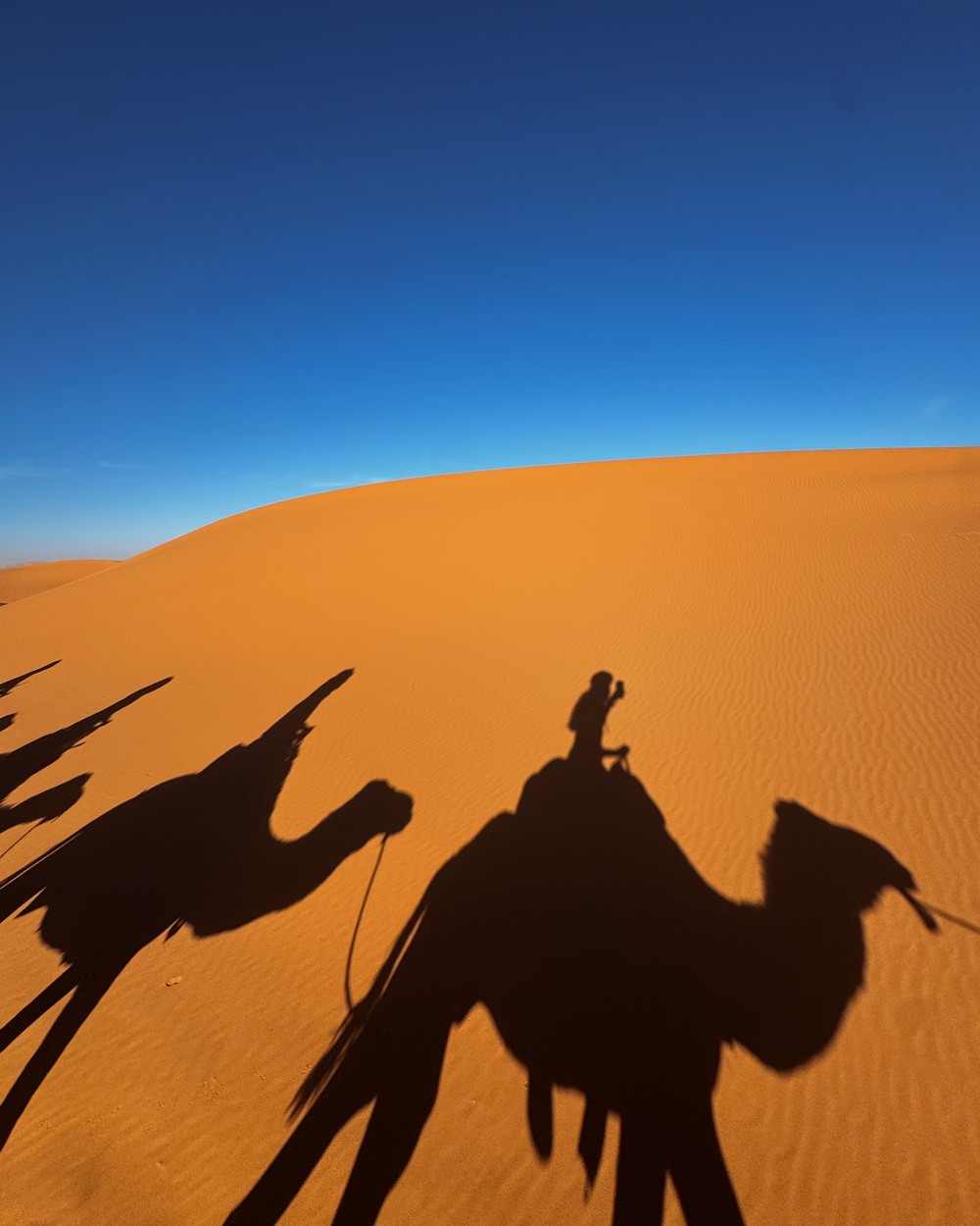 Shadows of a camel train stretched across the sand dunes of the Sahara at Merzouga, Morocco