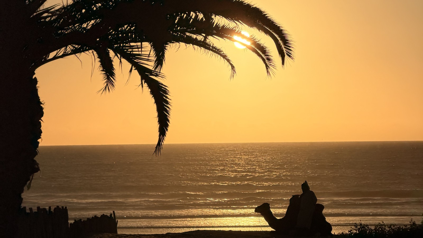 Palm fronds silhouetted against a golden sunset over the sea on the Moroccan coast