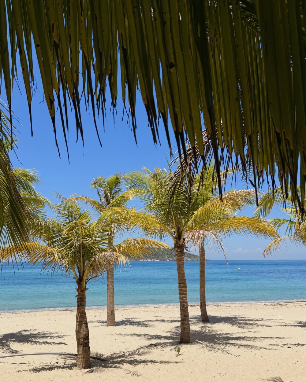 Palm trees and turquoise water on Cham Island, off Da Nang in Vietnam