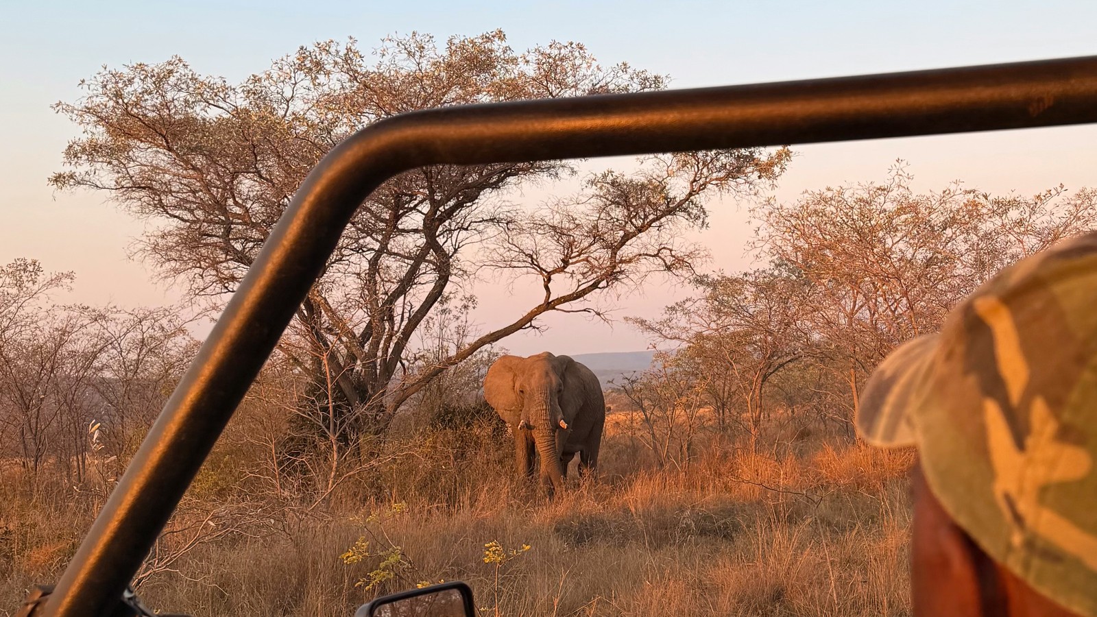 An elephant seen from inside a safari vehicle at Welgevonden Game Reserve