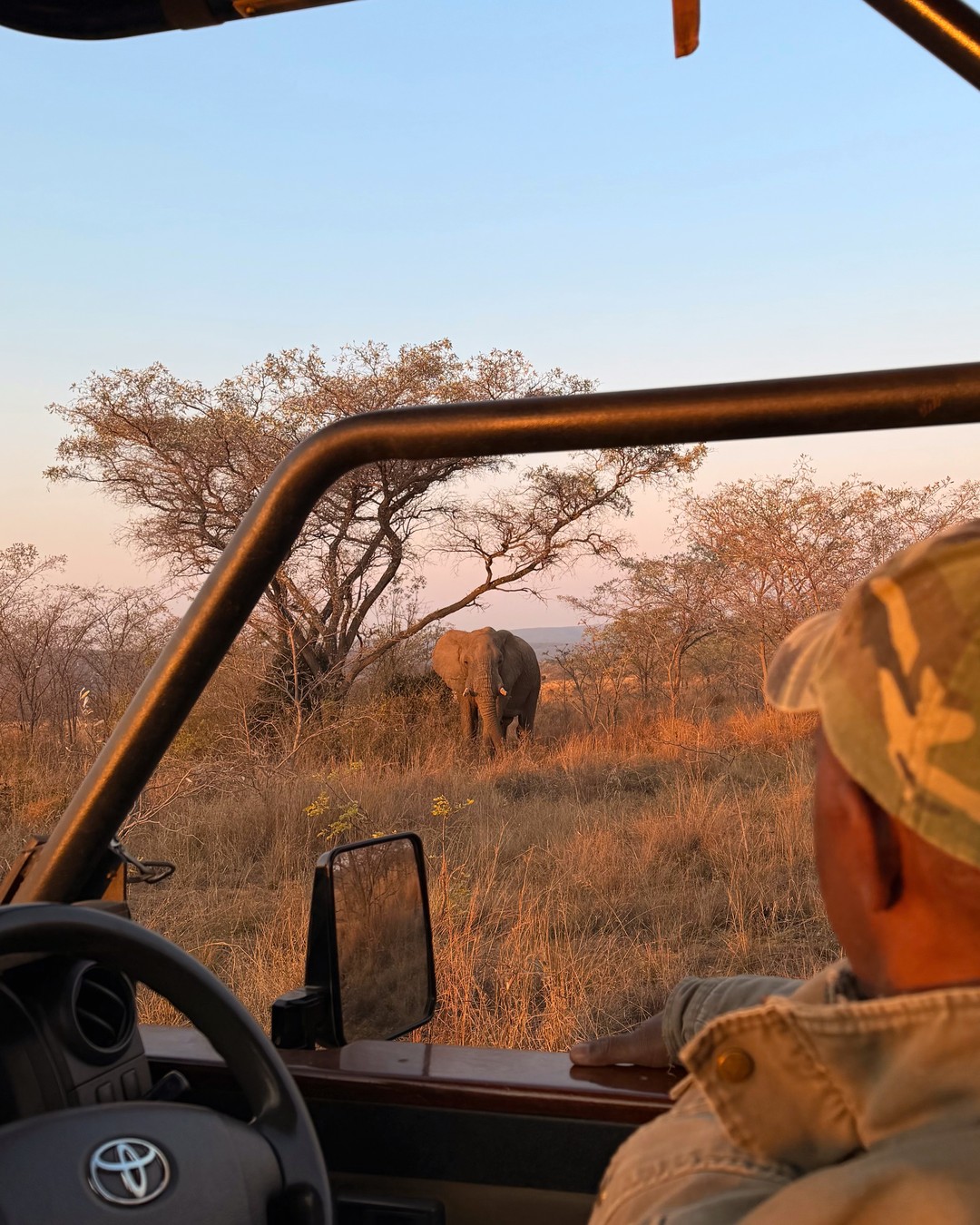An elephant seen from inside a safari vehicle at Welgevonden Game Reserve
