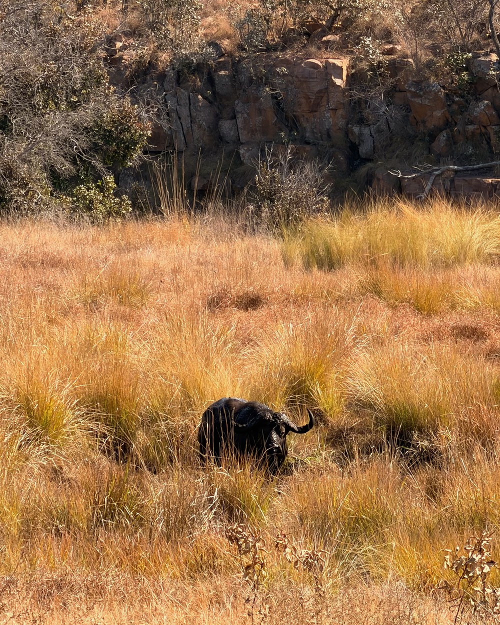 A lone buffalo standing in long dry grass at Welgevonden Game Reserve