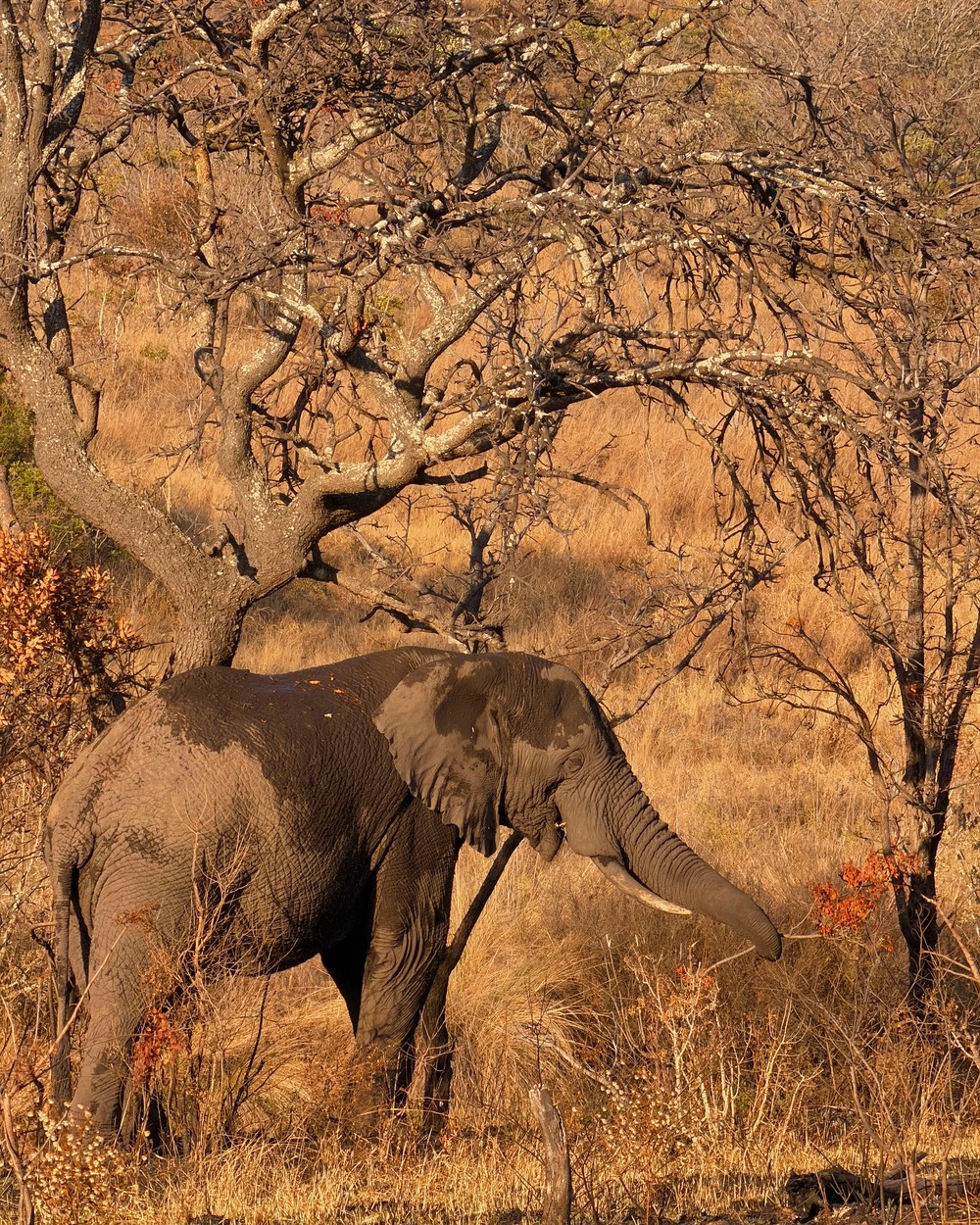 An elephant walking between bare winter trees at Welgevonden Game Reserve