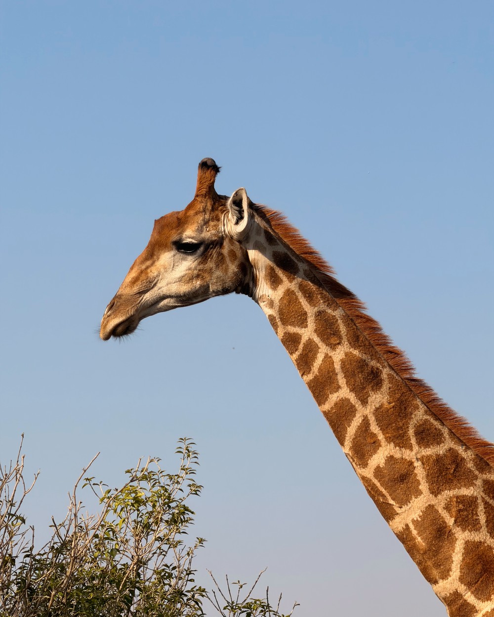 Close up of a giraffe's head and neck against a blue sky