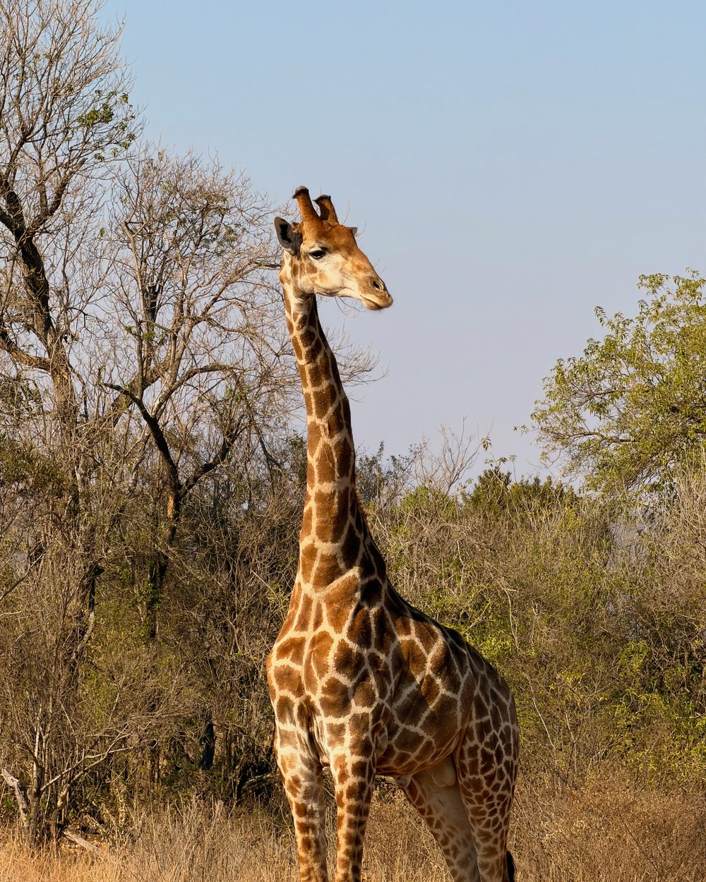 A giraffe standing among winter trees at Welgevonden Game Reserve