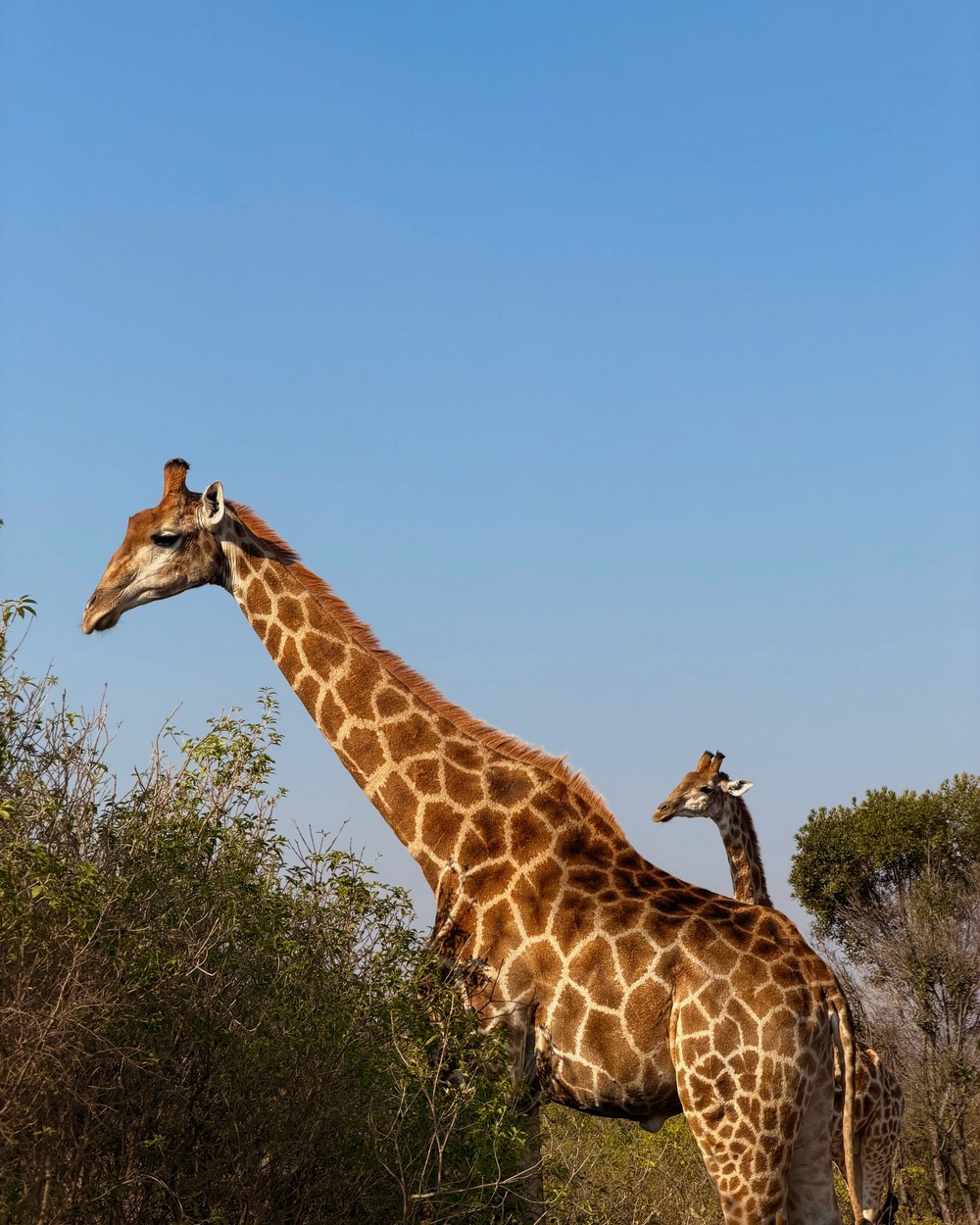 Two giraffes browsing among trees at Welgevonden Game Reserve