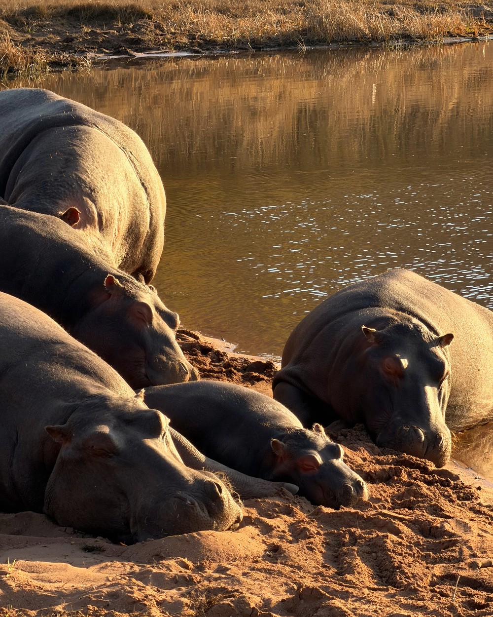 A pod of hippos resting on a sandbank beside a river at Welgevonden