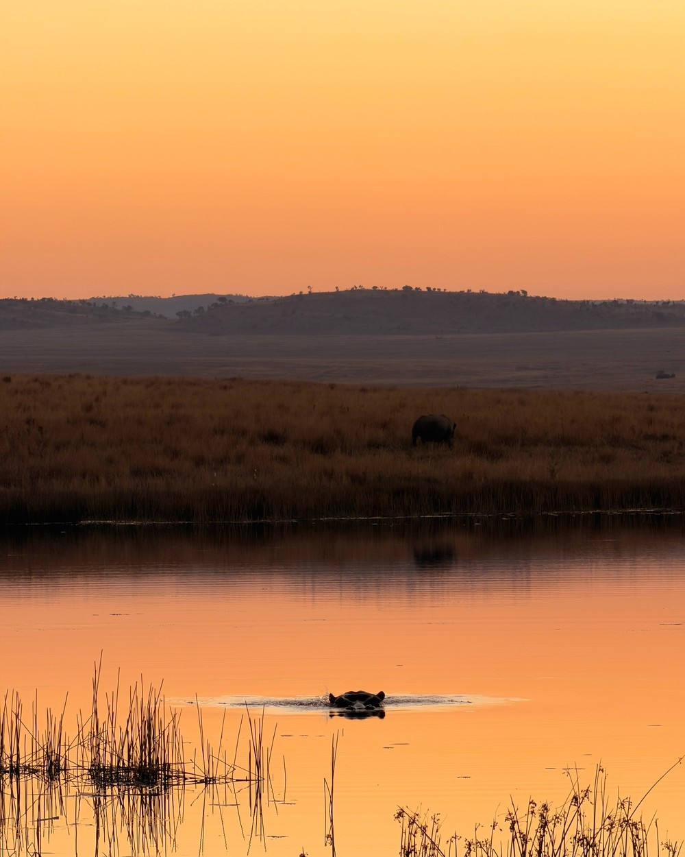 A hippo in a river at sunset with mist over the water at Welgevonden