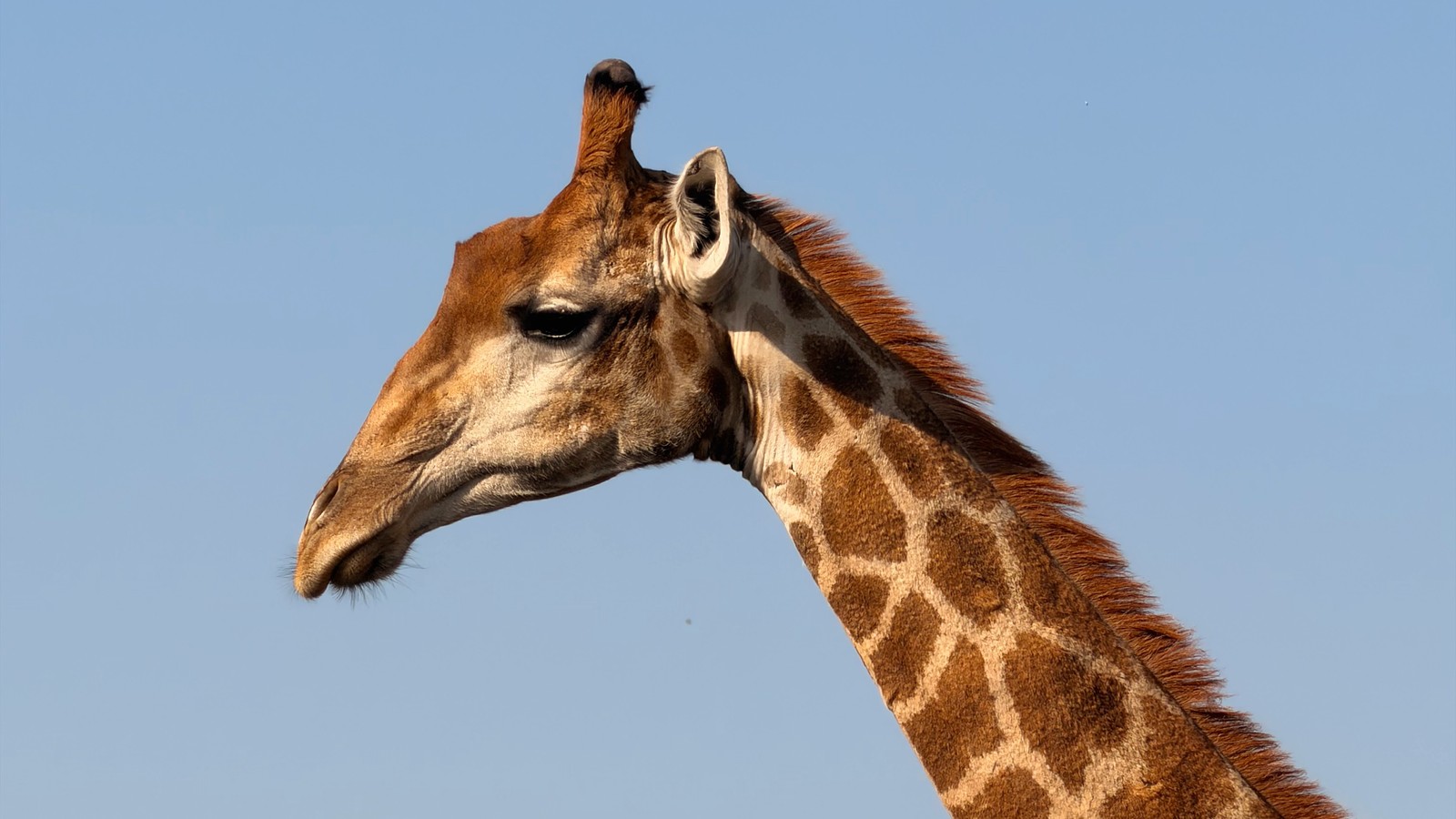 Close up of a giraffe's head and neck against a clear blue sky at Welgevonden