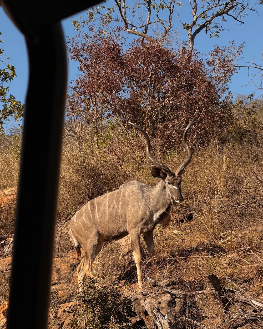 A kudu standing among bare winter trees at Welgevonden Game Reserve