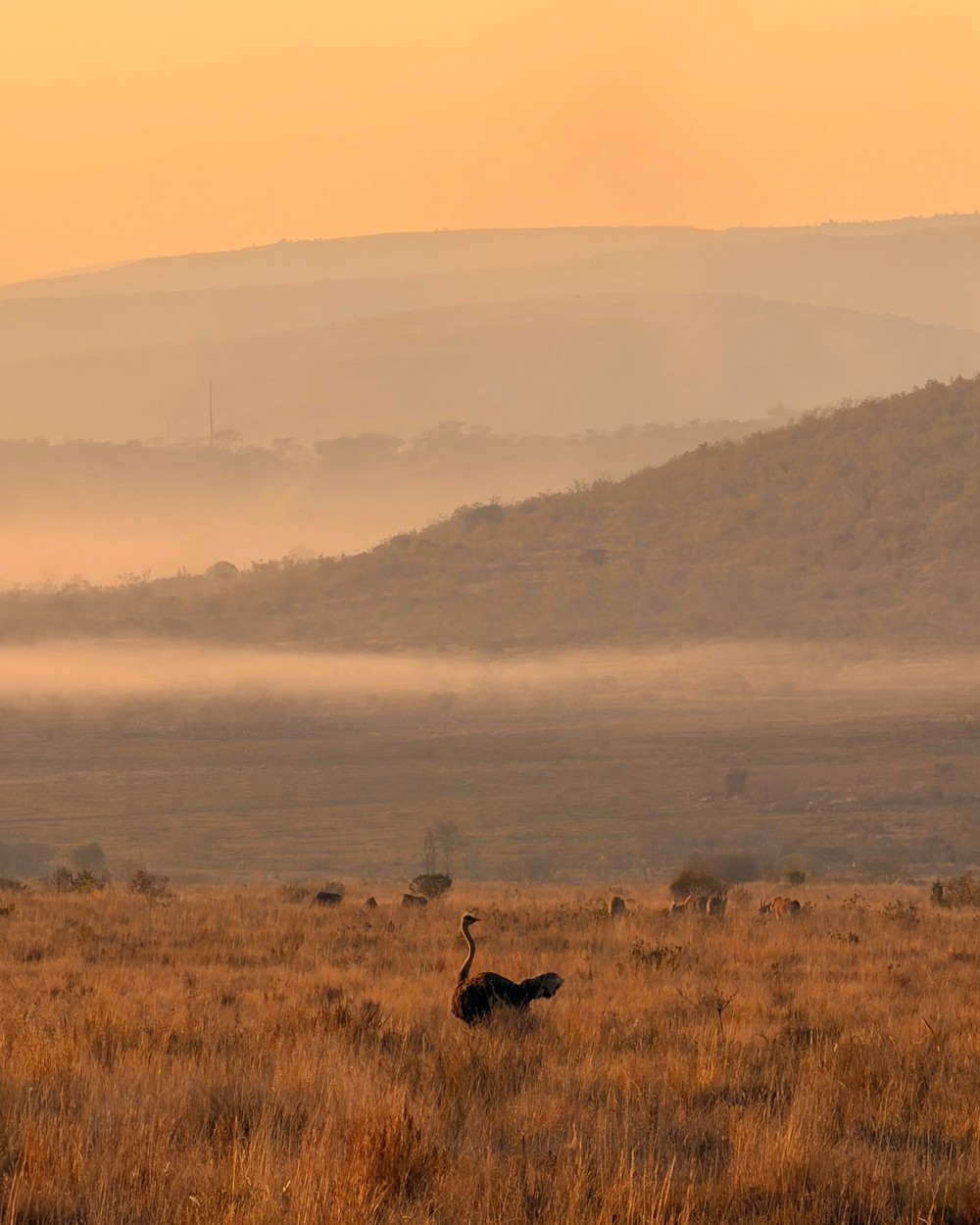 An ostrich walking through dry winter grassland at Welgevonden