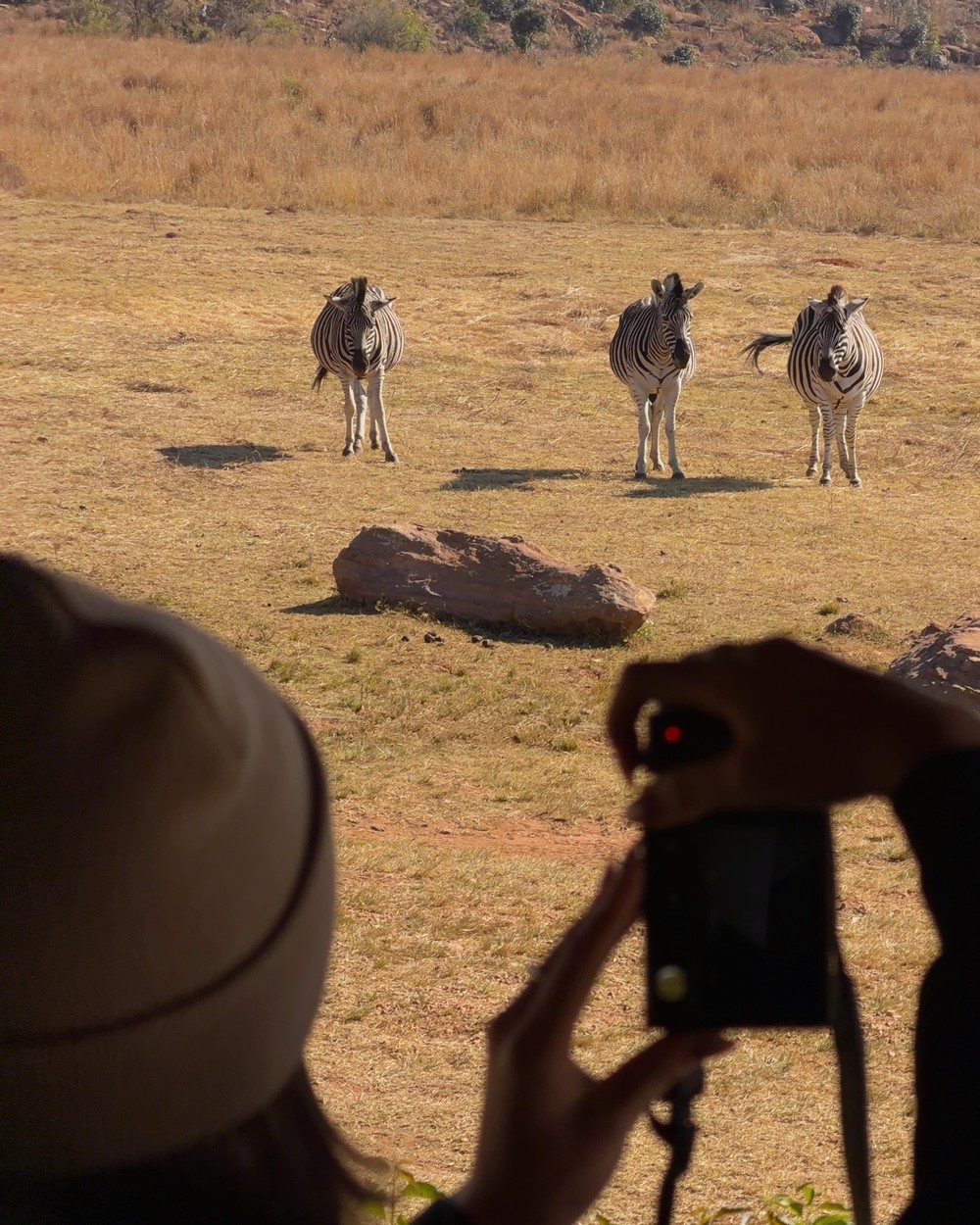Woman photographing zebras from a safari vehicle at Welgevonden