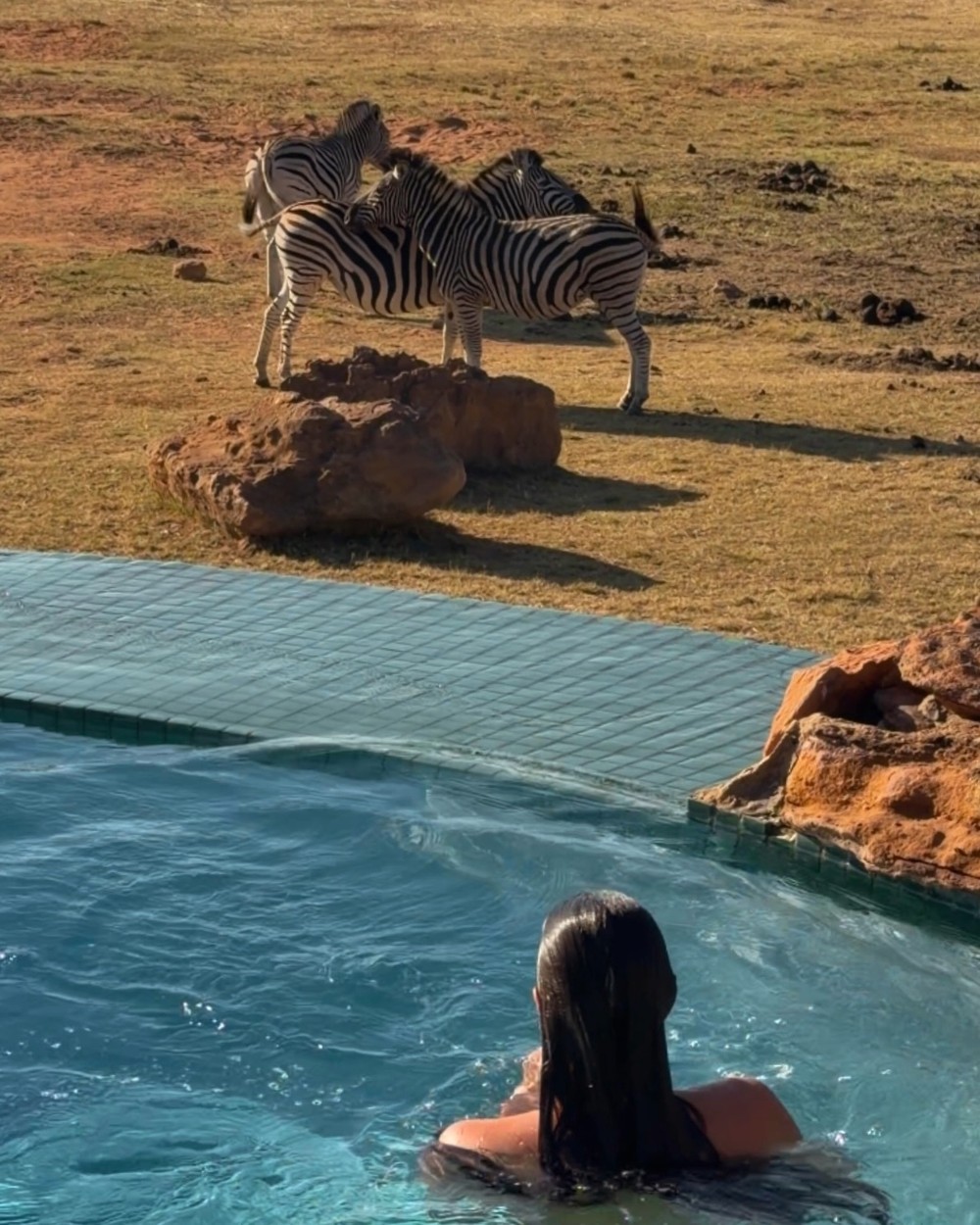 Woman in a swimming pool at a safari lodge with zebras standing just beyond it