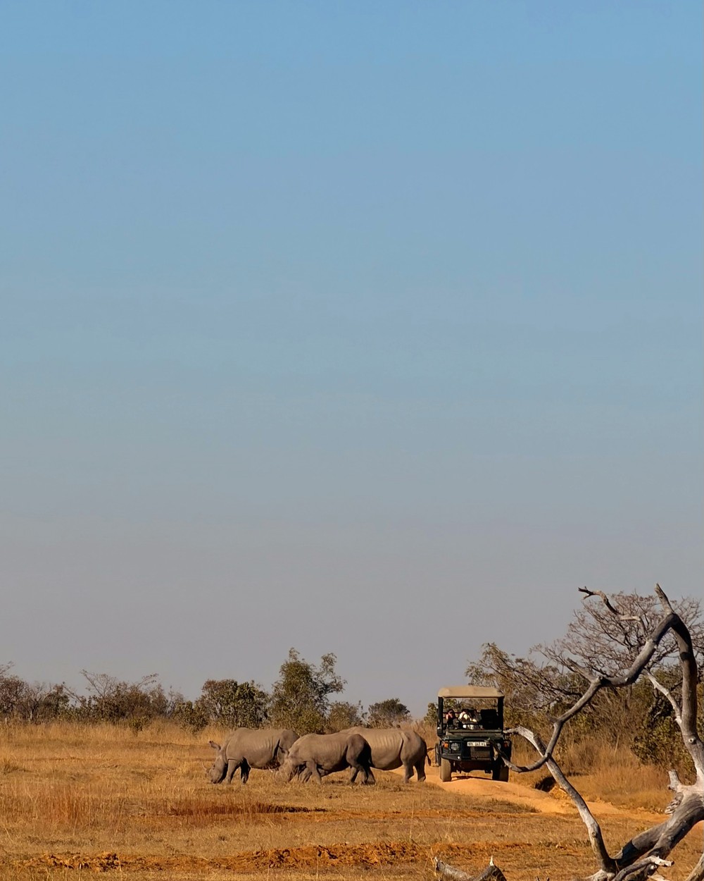 Three rhinos walking across the track in front of a safari vehicle at Welgevonden