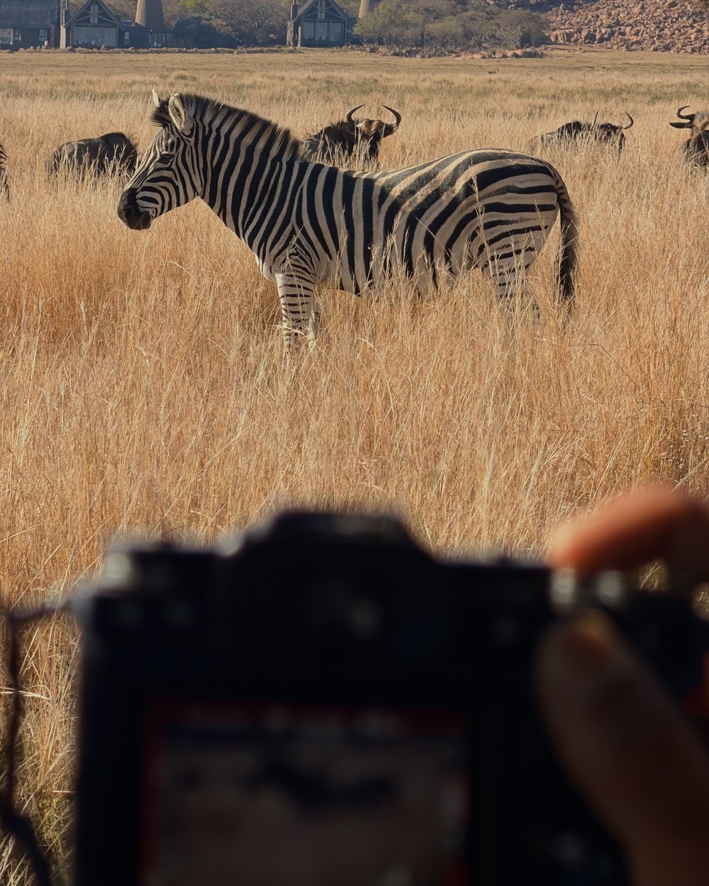 Photographing zebras through a camera screen from a safari vehicle