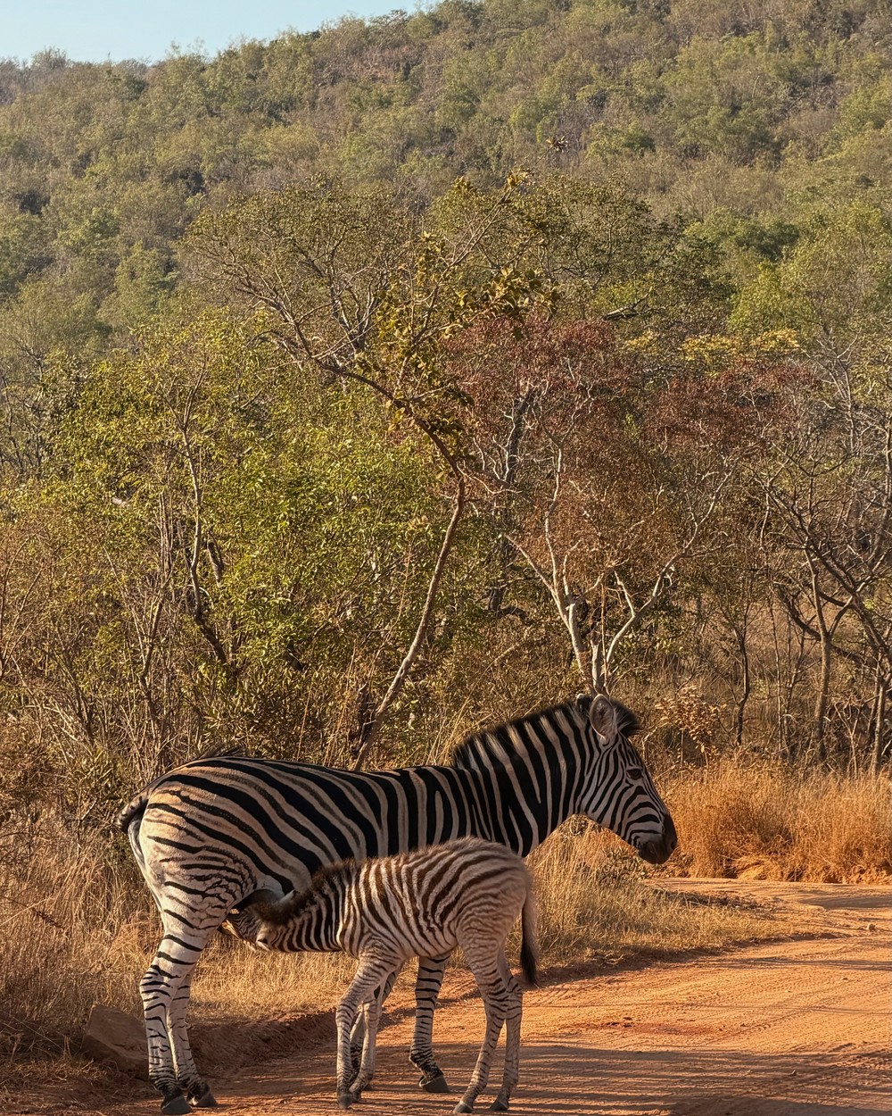 A zebra foal feeding from its mother in dry grassland at Welgevonden