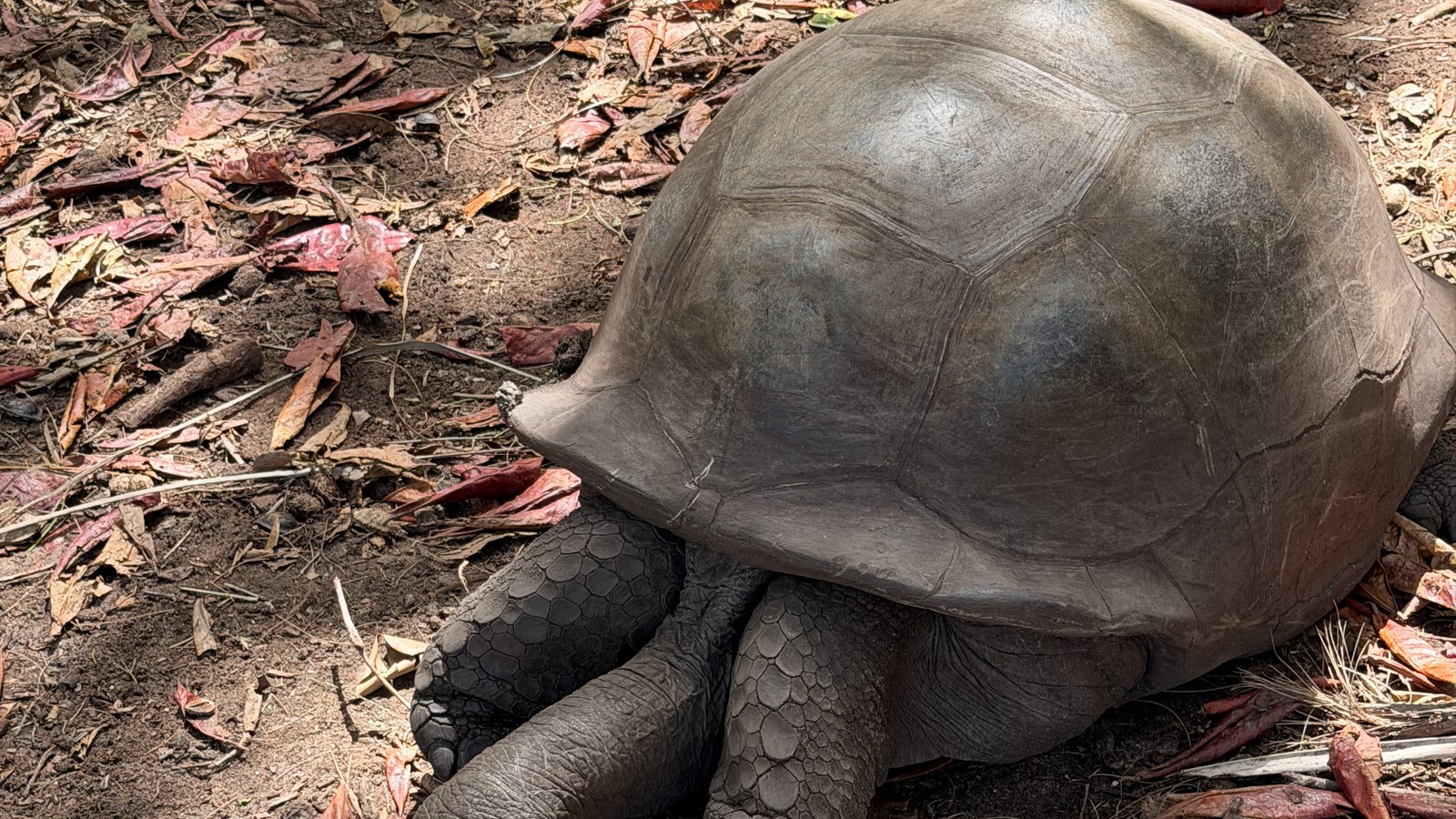 A giant Aldabra tortoise on Curieuse Island in Seychelles