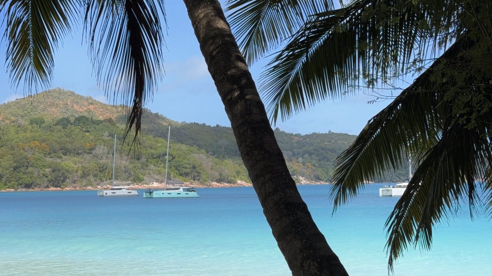 A palm tree arcing over the turquoise water of Anse Lazio on Praslin, Seychelles, with catamarans anchored offshore