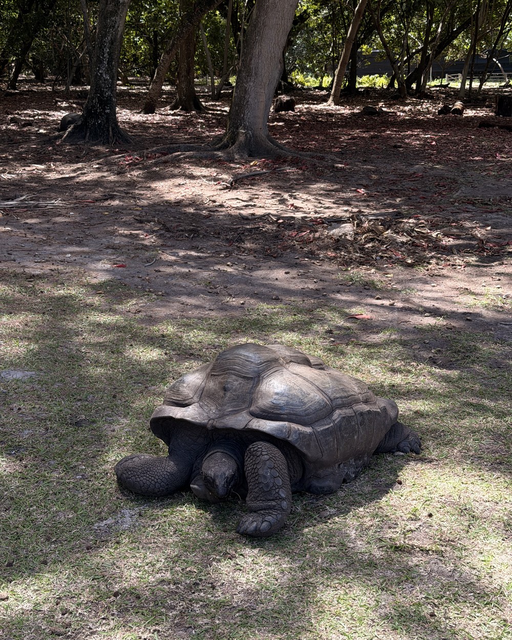 A giant Aldabra tortoise beneath the trees on Curieuse Island