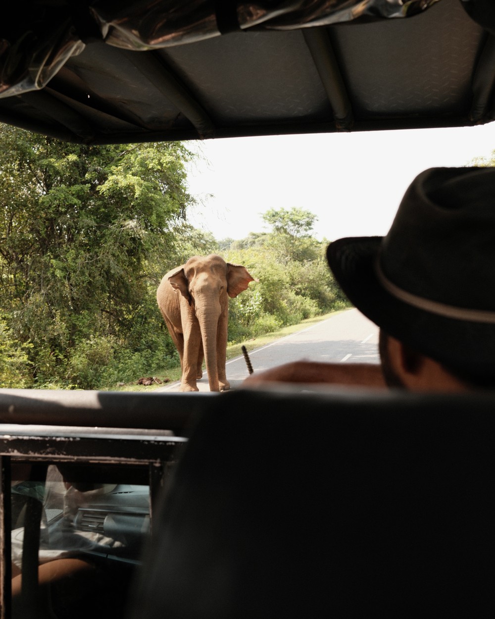 Elephants in Yala National Park