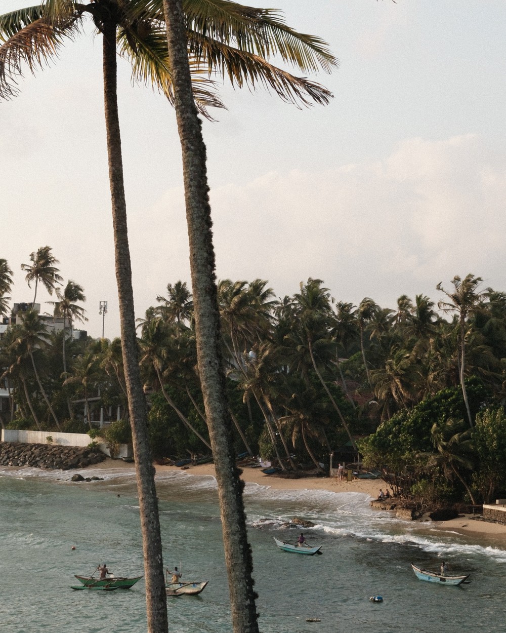 Coconut palms on a headland above the sea at Mirissa, Sri Lanka