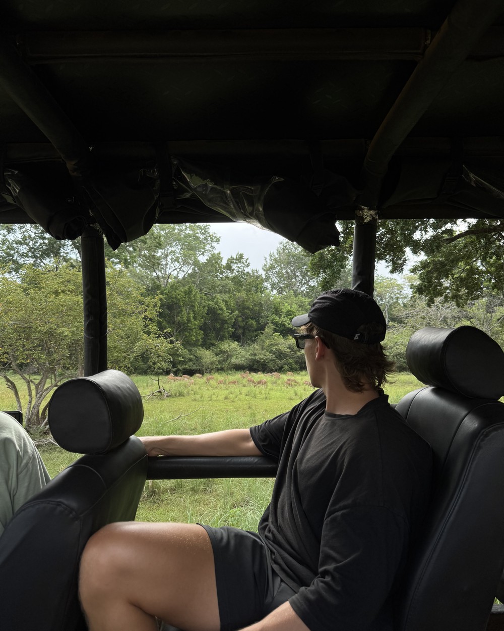 Wild elephant standing close to a safari jeep with a passenger watching, Yala, Sri Lanka