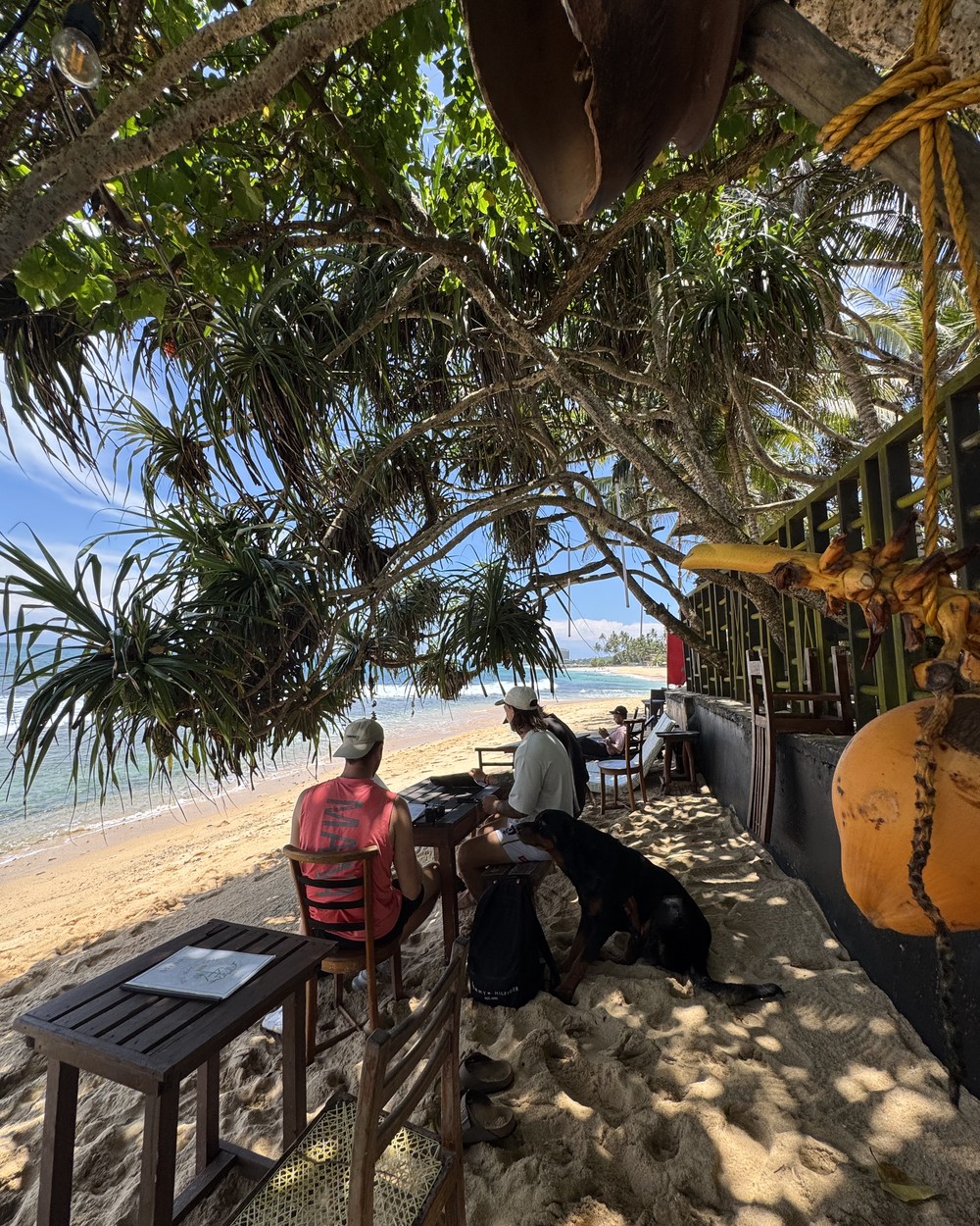 Traditional outrigger fishing boats pulled up on the sand in front of palm trees, southern Sri Lanka