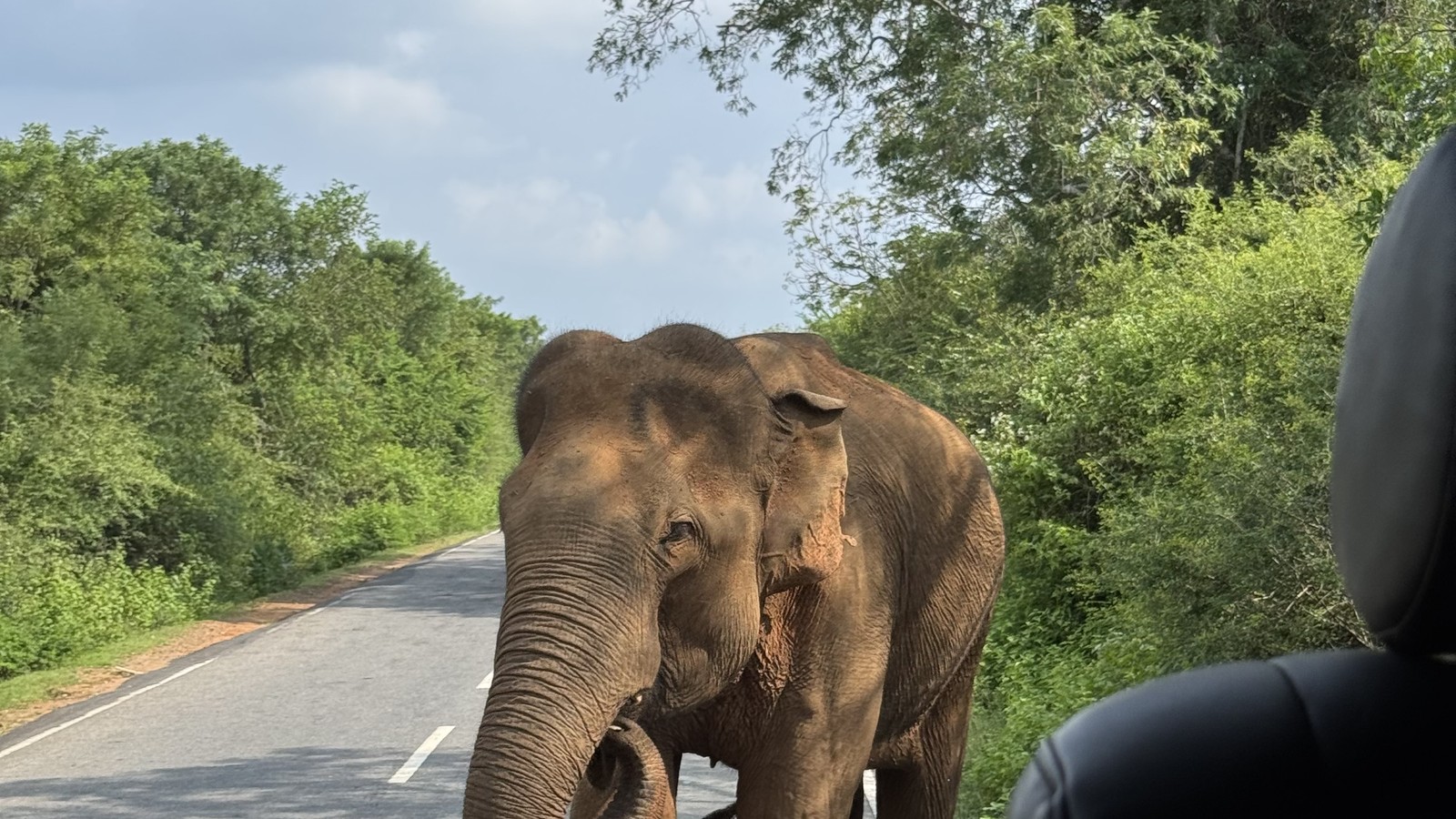 Wild elephant standing on a road surrounded by jungle near Yala National Park, Sri Lanka
