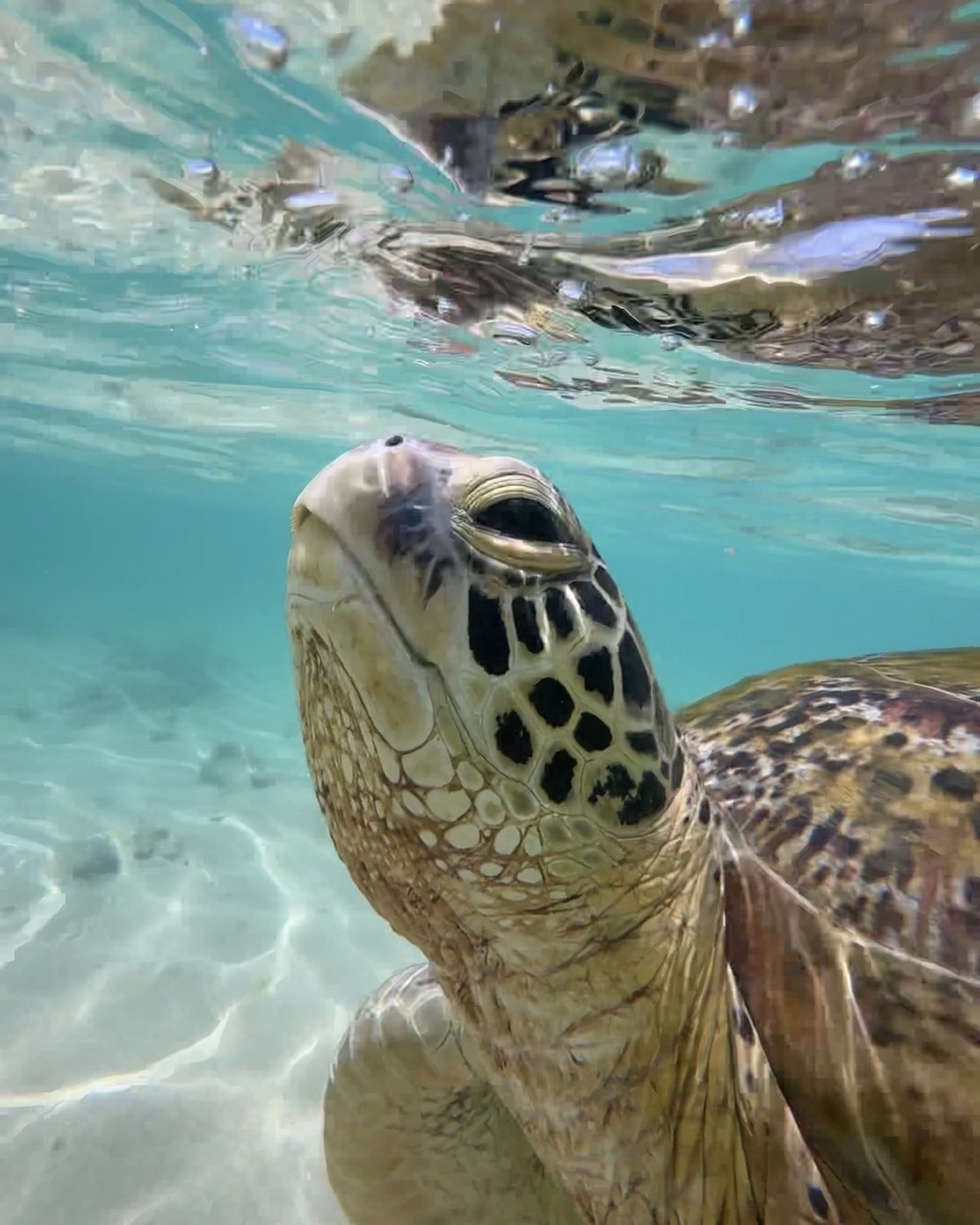 Swimming with turtles at Turtle Beach