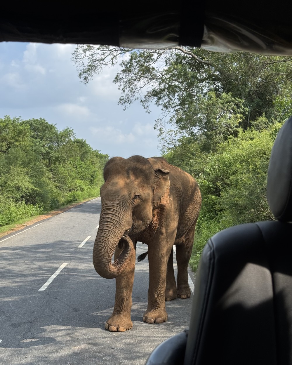 Ellen smiling in a safari jeep with an elephant standing close behind at Yala, Sri Lanka