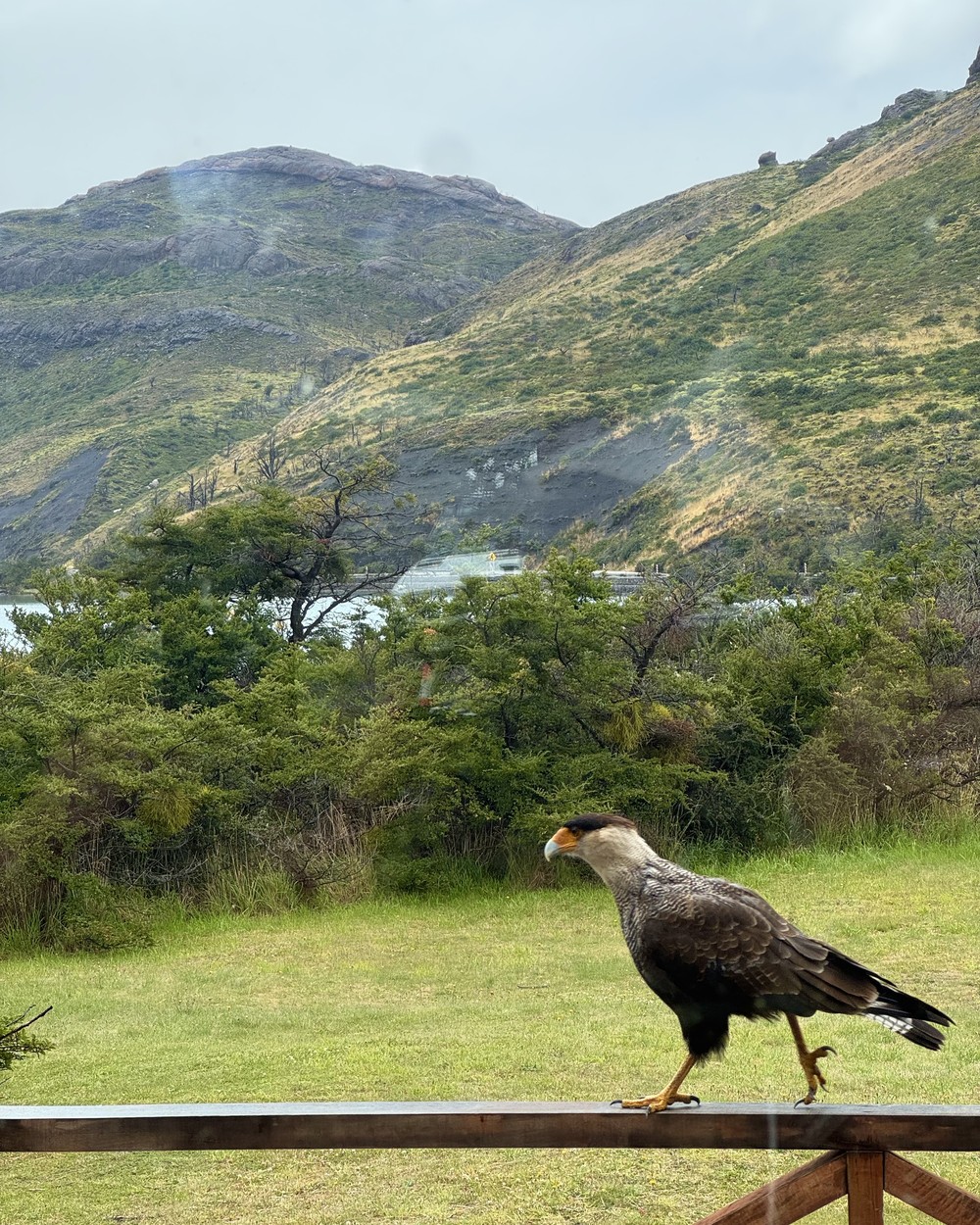 A large dark bird of prey with a pale neck and orange face walking along a wooden railing, green hills behind