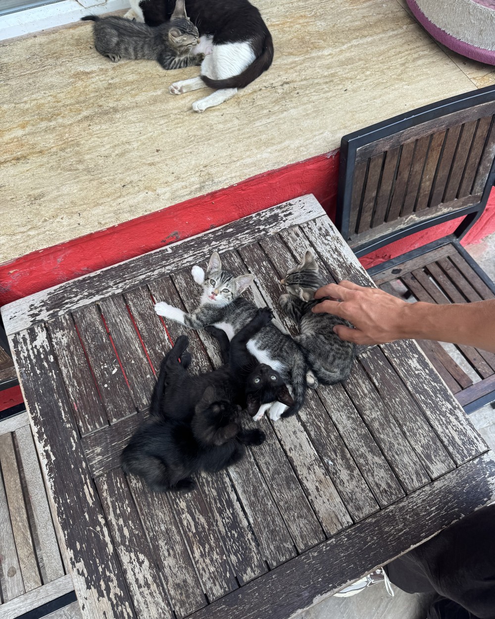 Cats asleep on wooden tables outside a cafe in Antalya