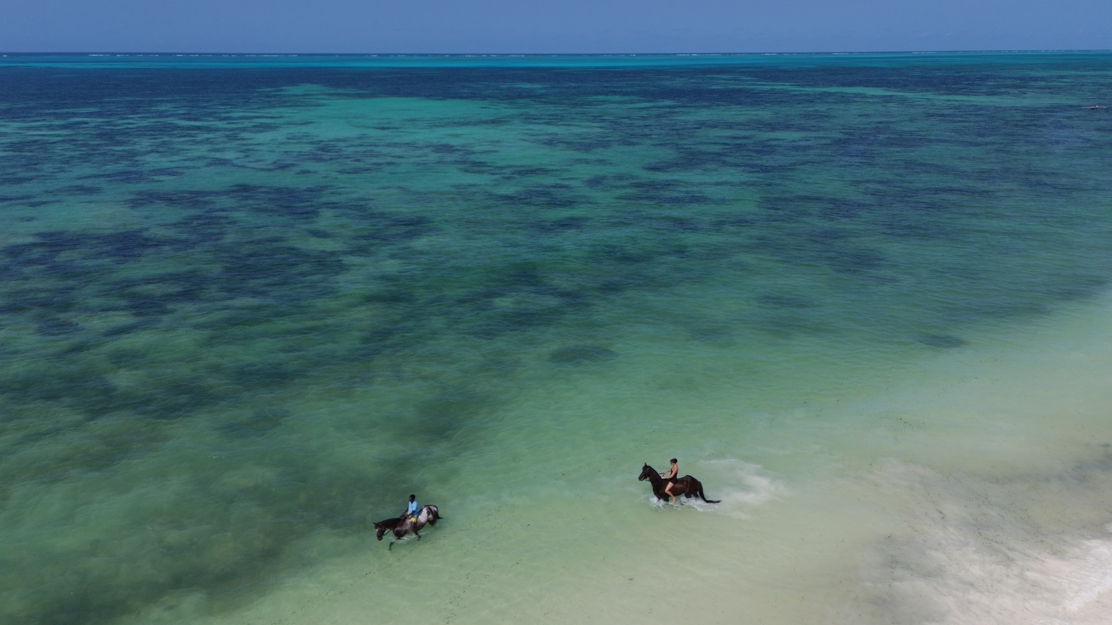 Aerial view of two horses in the shallow turquoise water off Jambiani beach in Zanzibar