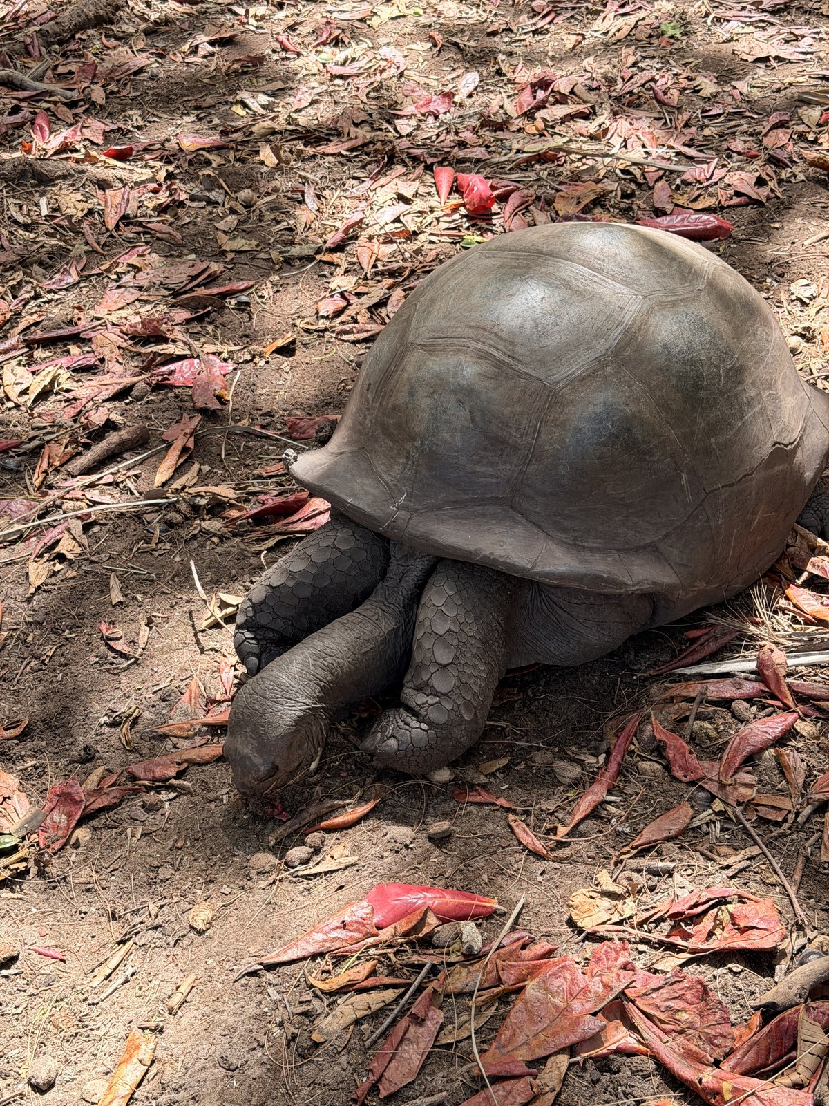 A female Aldabra giant tortoise walking on Curieuse Island in Seychelles