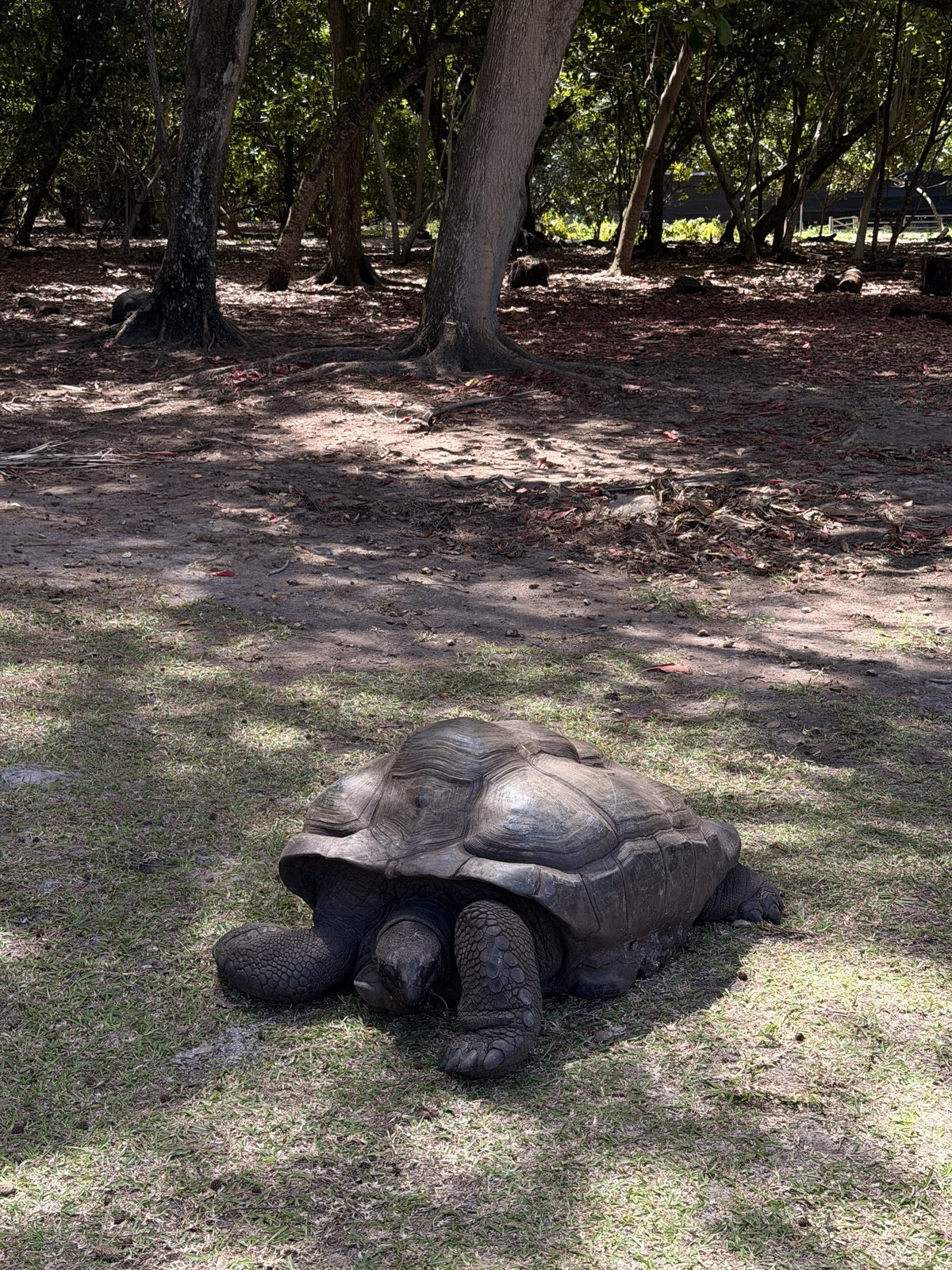 Daniel beside a giant Aldabra tortoise during our Curieuse Island day trip
